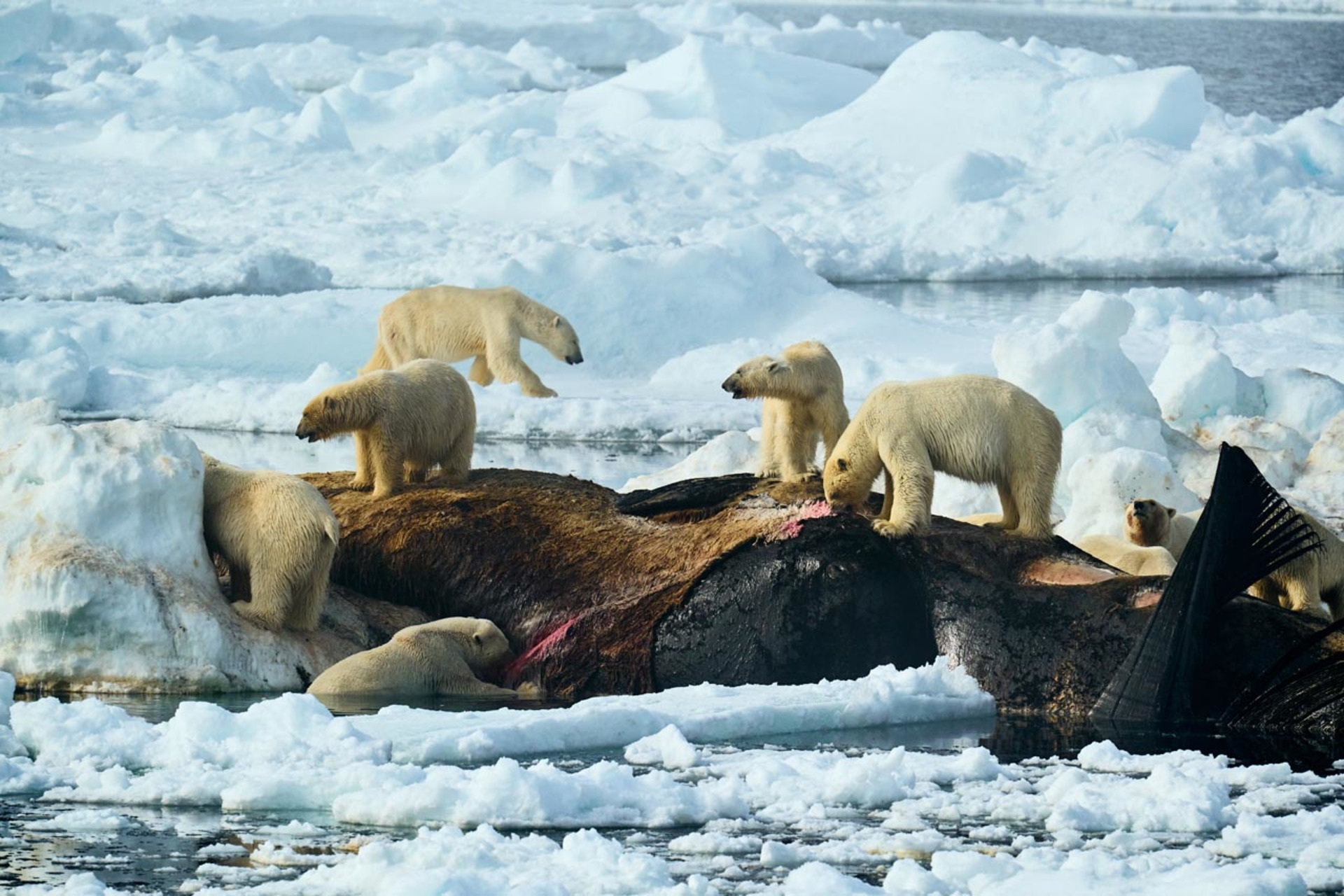The Whale’s Raft