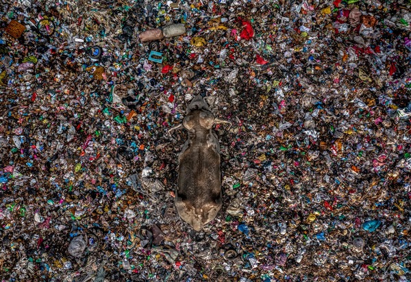 Camouflaged in the Garbage Dump