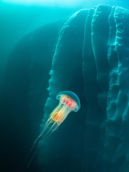 Jellyfish and Iceberg
